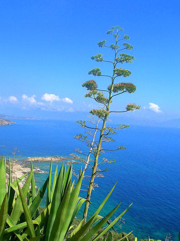 En allant vers Ajaccio