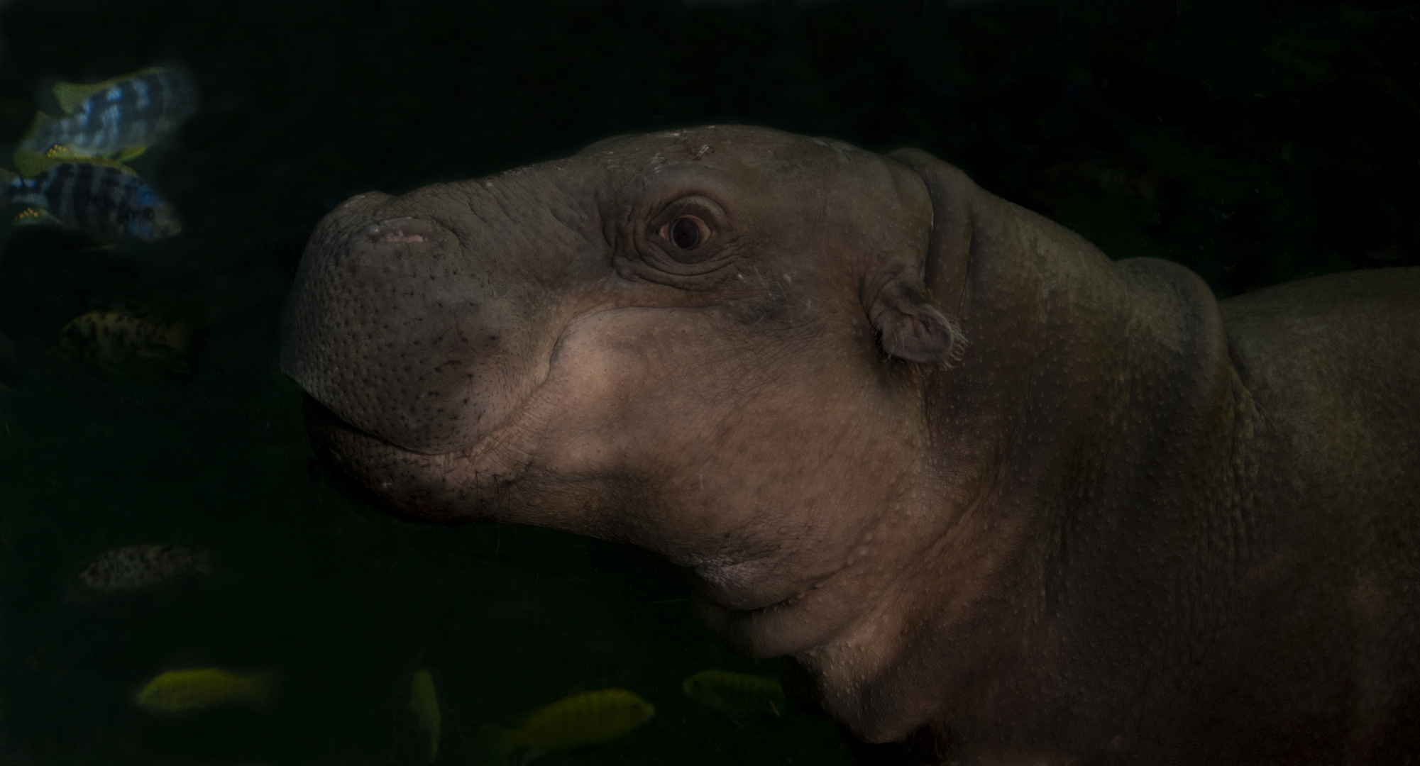 En apnée (Choeropsis liberiensis, hippopotame pygmée)