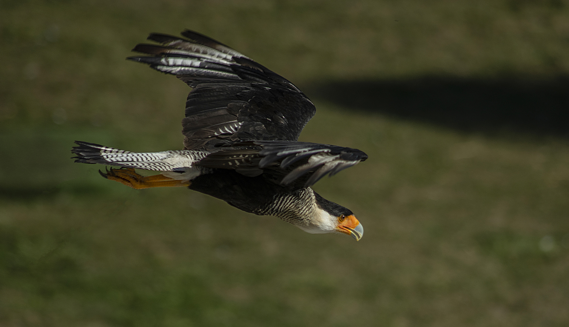 En approche (Caracara plancus, caracara huppé)