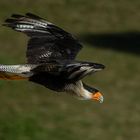 En approche (Caracara plancus, caracara huppé)