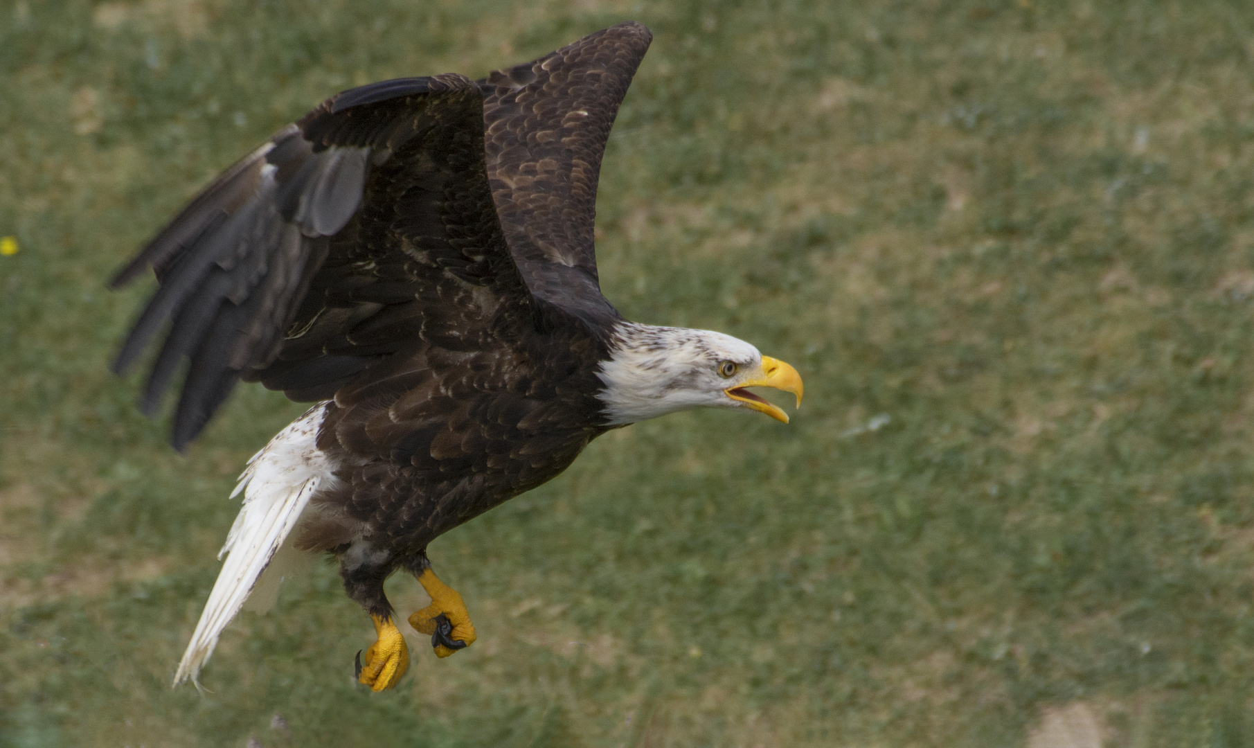 En approche (Haliaeetus albicilla, pygargue à queue blanche)