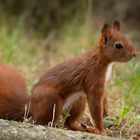 En arrêt  (Sciurus vulgaris, écureuil roux)