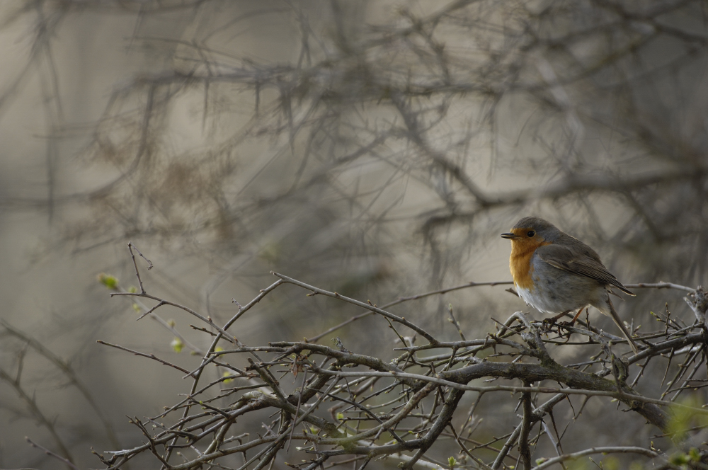 En attendant le printemps