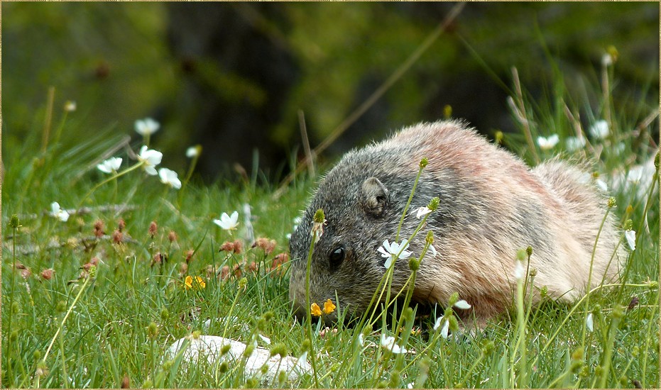 *en attendant le printemps*