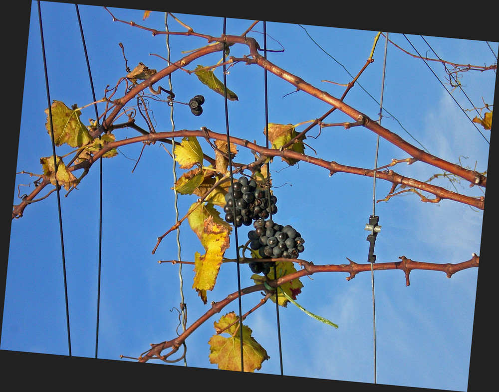 En attendant le temps glacé pour des vendanges tardives - '7'