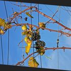 En attendant le temps glacé pour des vendanges tardives - '7'