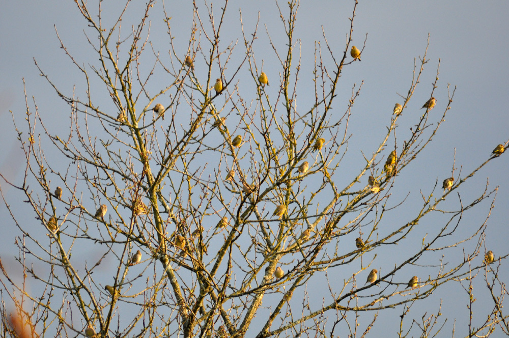 en attendant les cerises