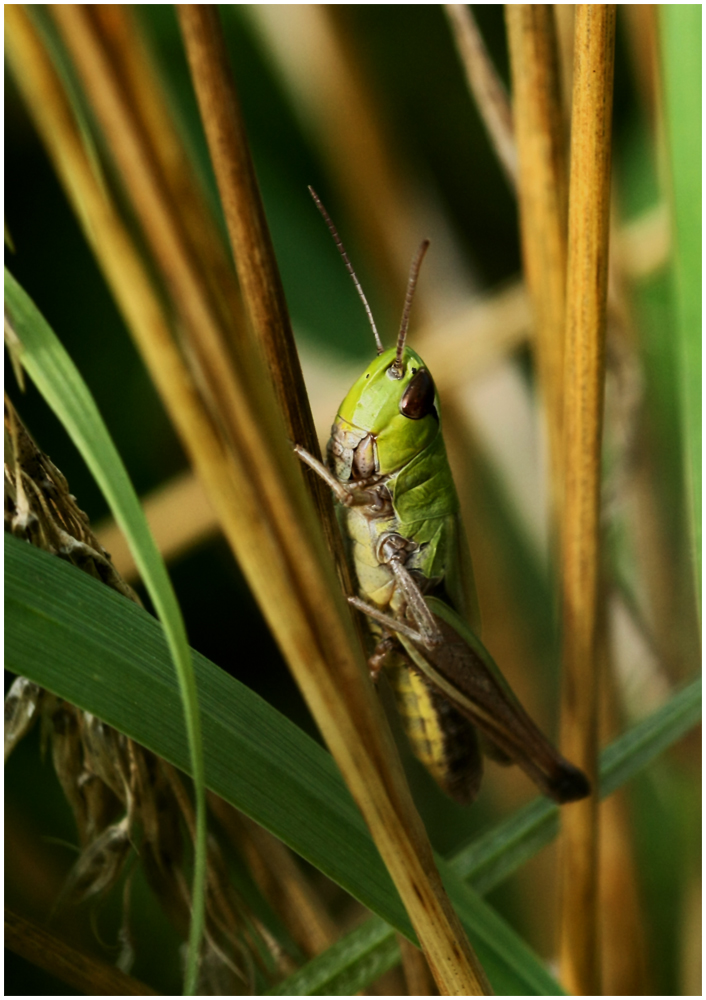 En attendant l´été ....