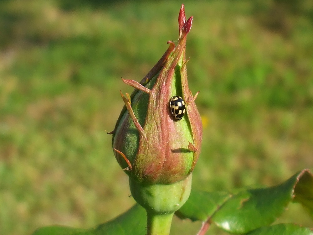 en attendant une rose