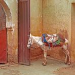 En attente de travaux…scènes de rue dans la médina de Fès