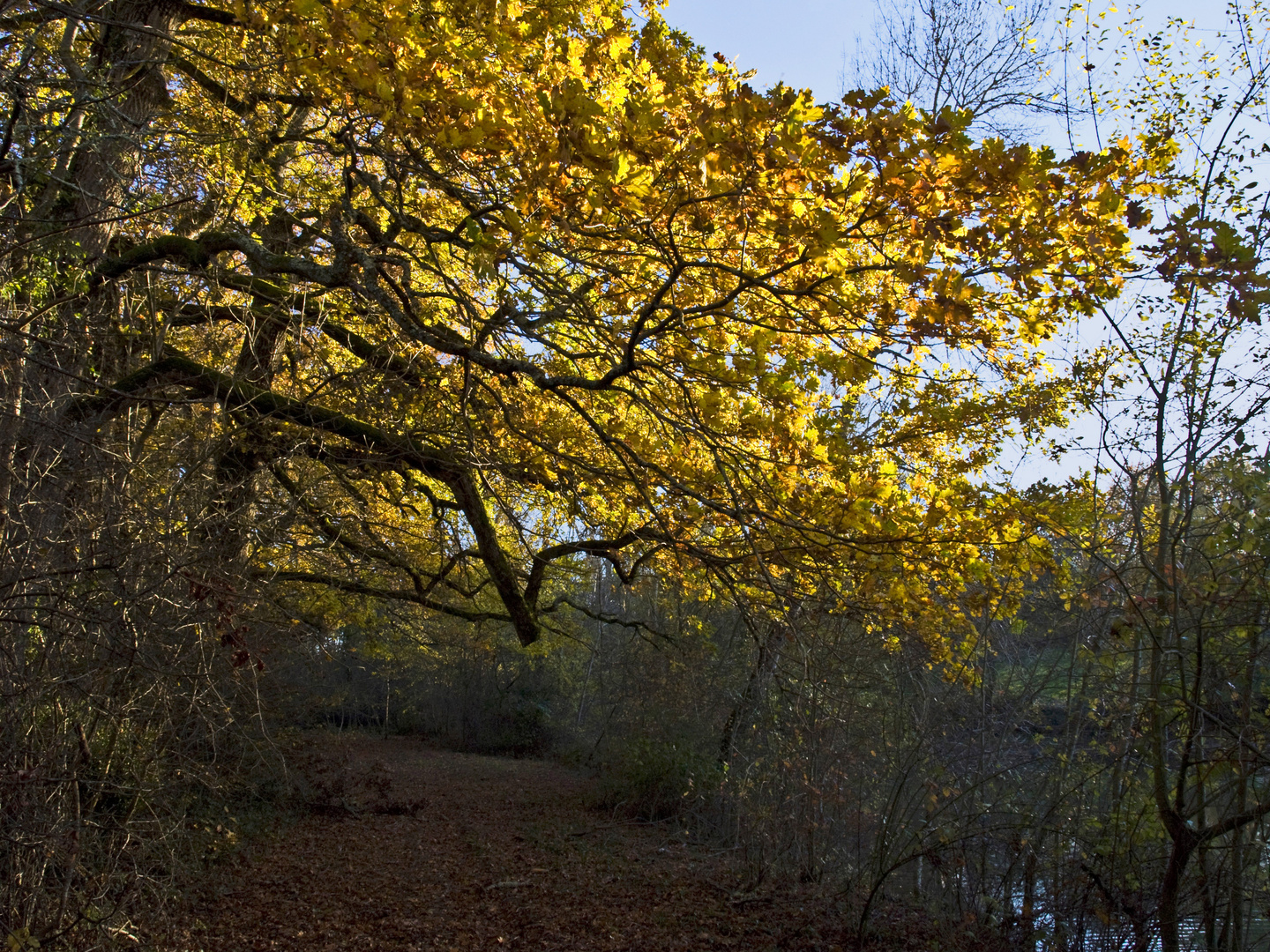 En automne au bord du petit lac derrière chez moi