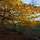 En automne au bord du petit lac derrière chez moi