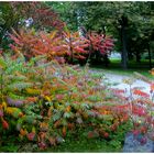 En automne au parc du Mont-Royal à Montréal