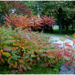 En automne au parc du Mont-Royal à Montréal