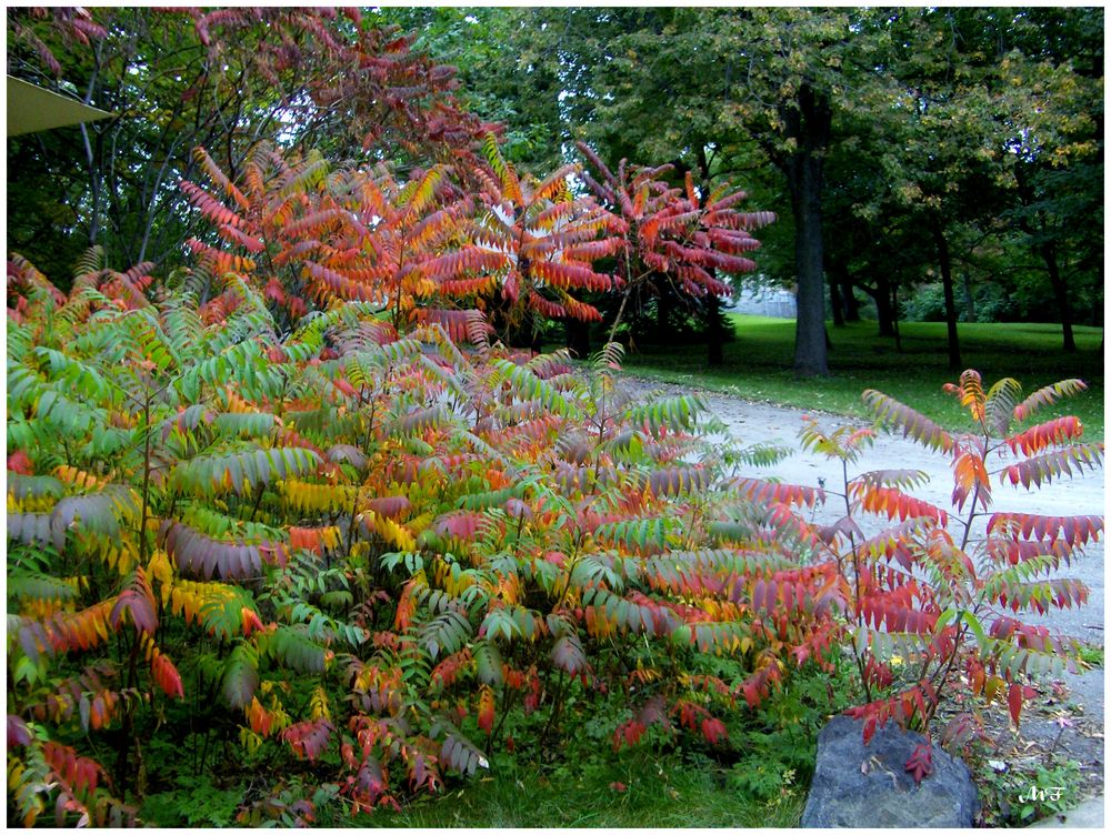 En automne au parc du Mont-Royal à Montréal