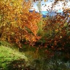 En automne, le long de la Vence ... (isère)