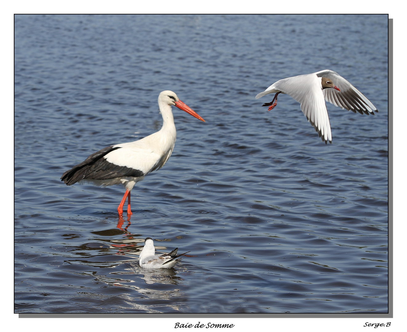 En Baie de Somme