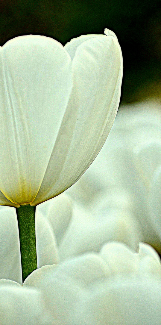 En blanc aussi