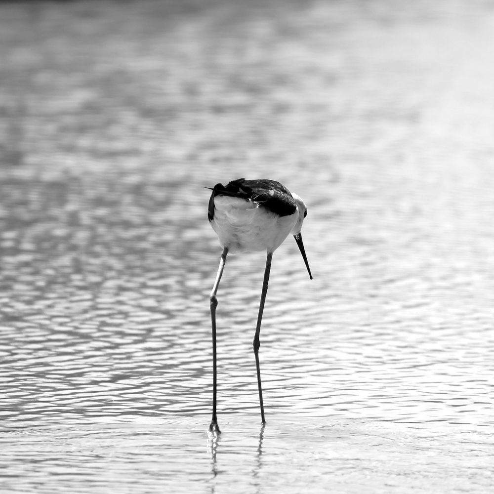 en blanc et noir ........