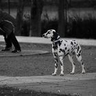 En blanco y negro