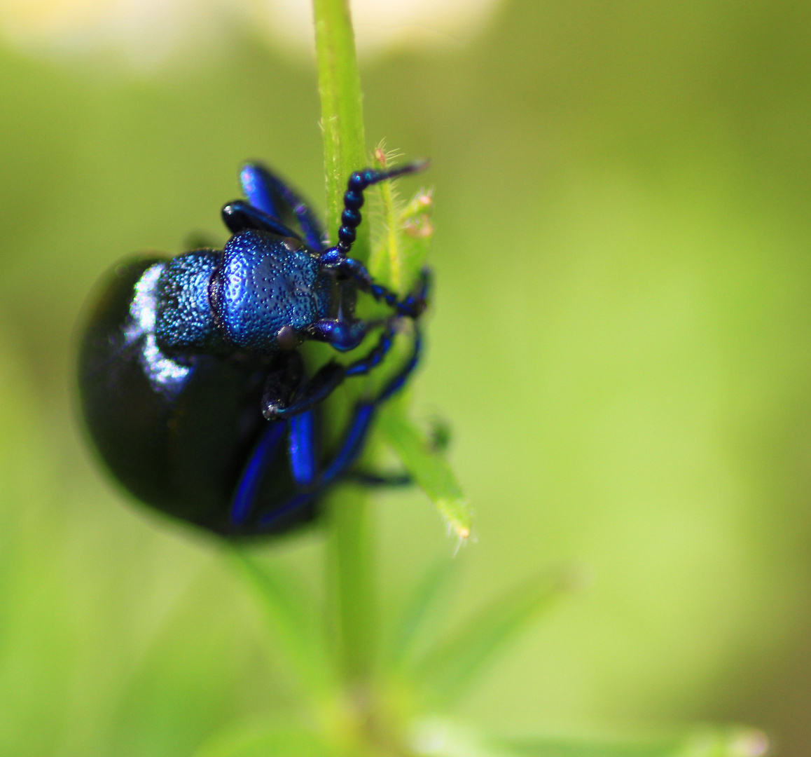 en bleu