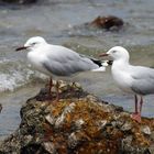 En bord de mer, duo de mouettes – Am Meeresufer, Möwenduett