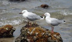 En bord de mer, duo de mouettes – Am Meeresufer, Möwenduett