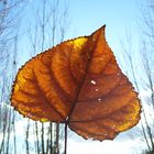 EN BRAZOS DEL OTOÑO...FERNANDO LÓPEZ   fOTOGRAFÍAS...