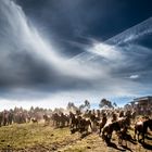 En busca de la libertad