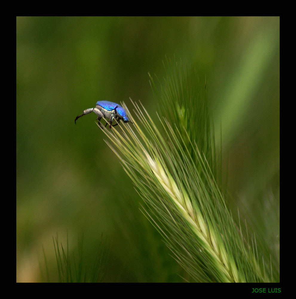 En busca de su Comida