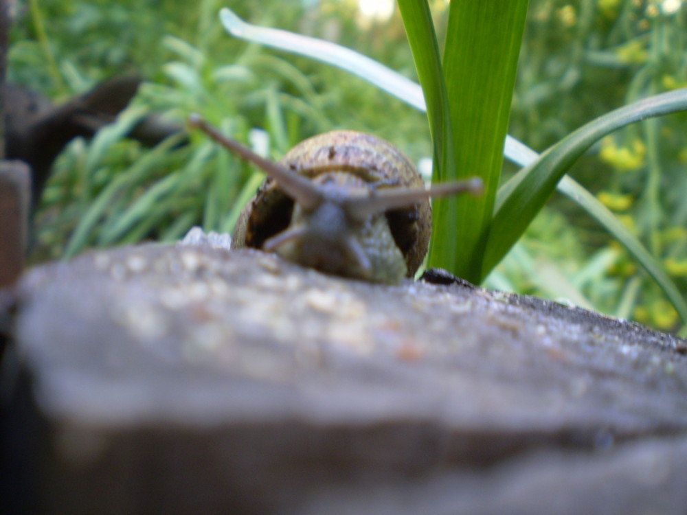 en busca del caracol