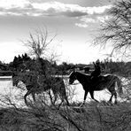 En Camargue (2)