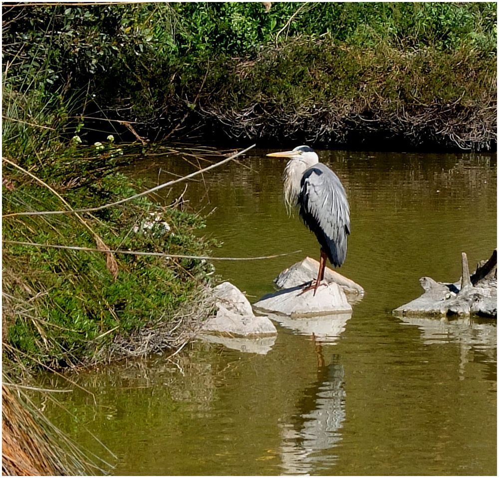 En Camargue (2)