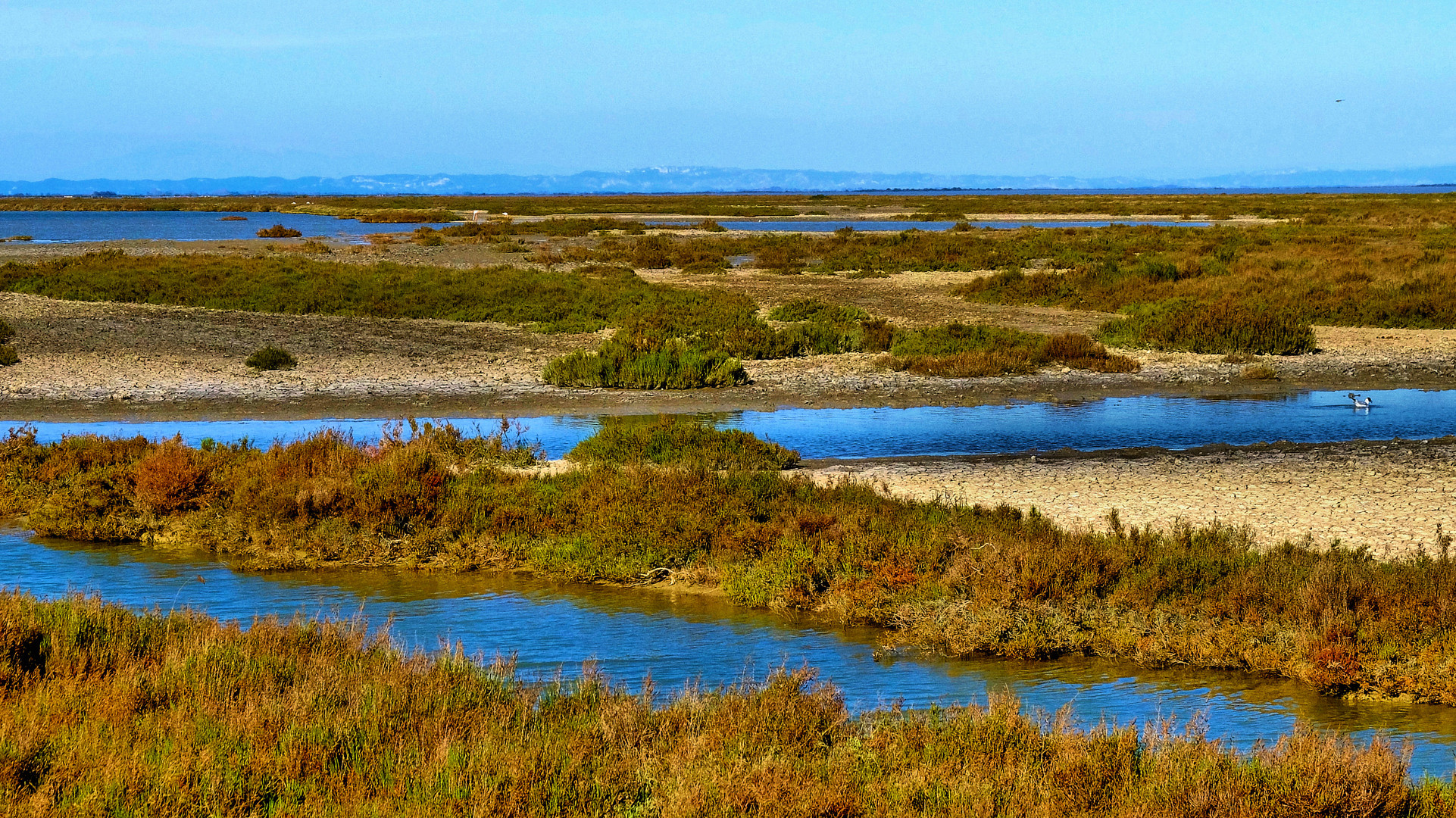 En Camargue (3)