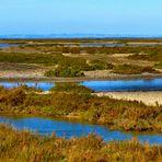 En Camargue (3)