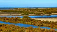 En Camargue (3)