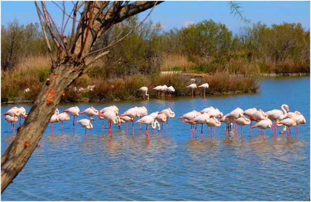 En Camargue (3)