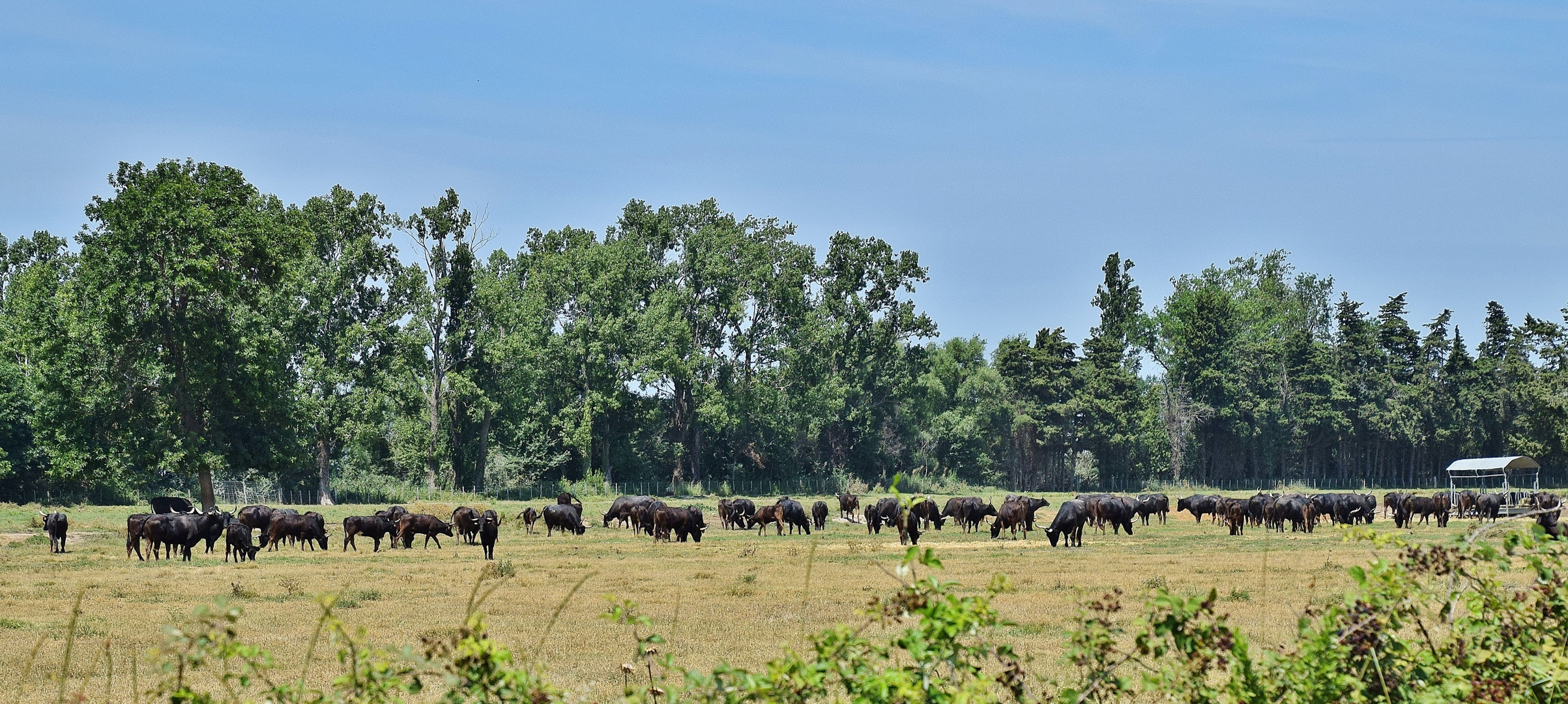 En Camargue.....