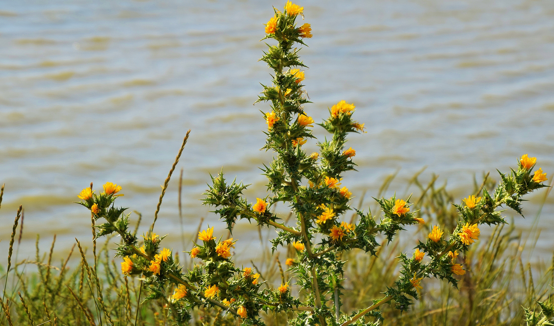 En Camargue.....