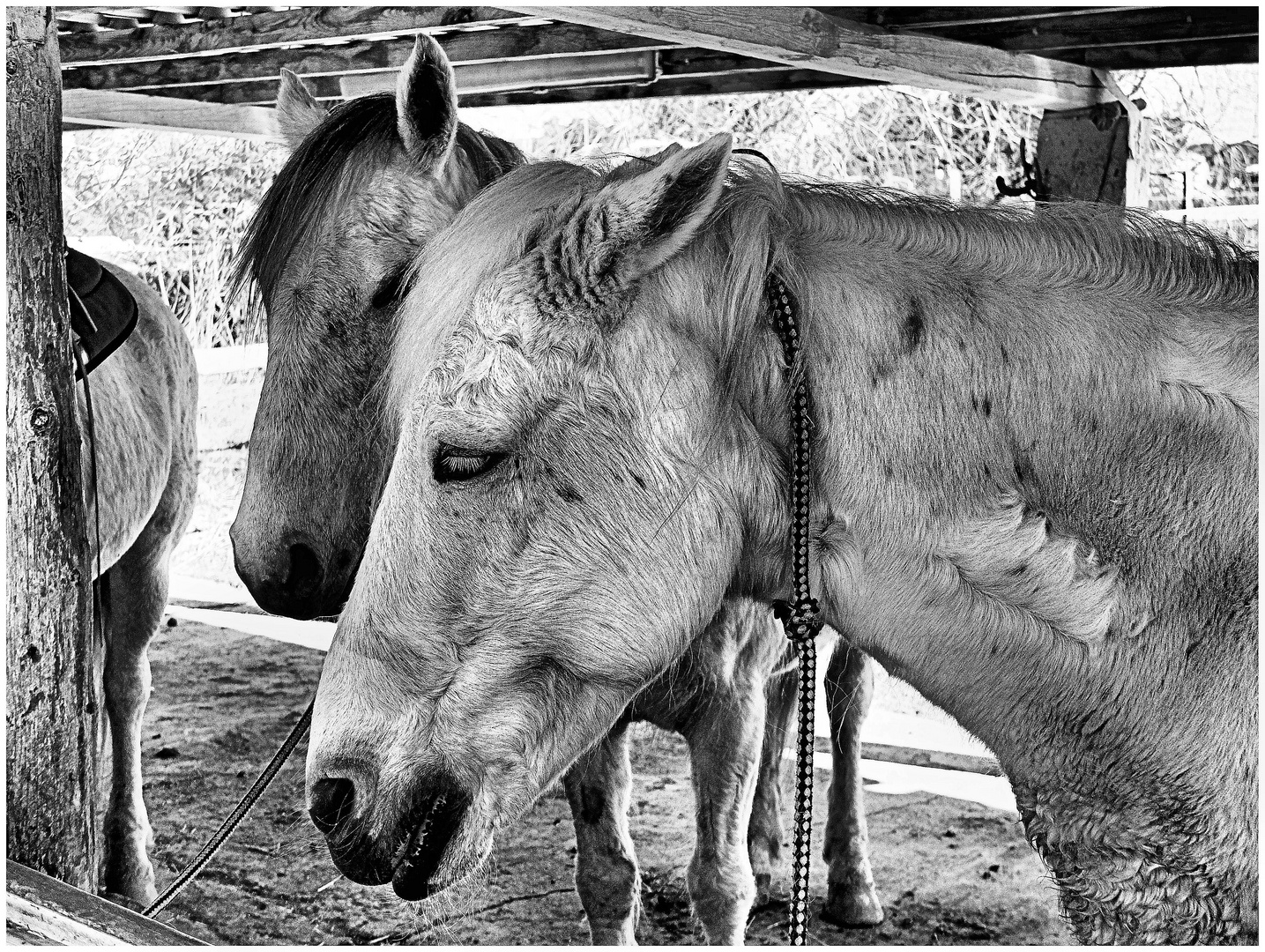 En Camargue (9)