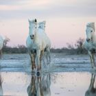 En camargue