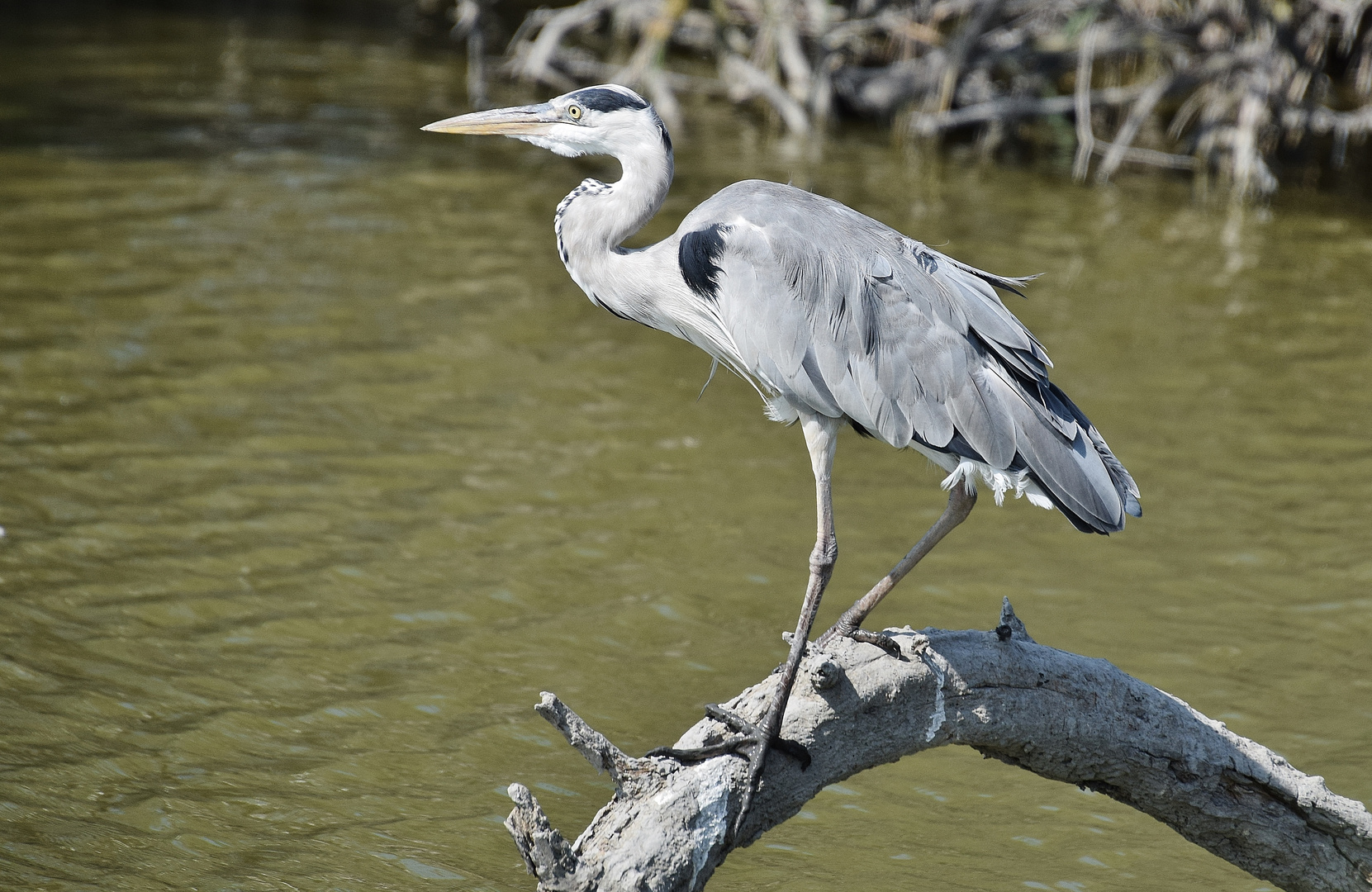 En Camargue.