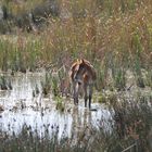 En Camargue