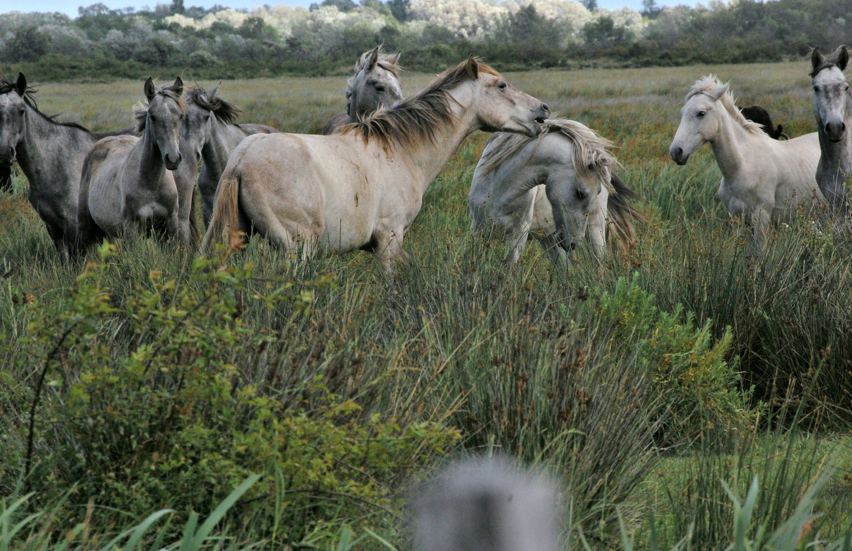 en Camargue Sauvage