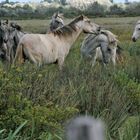 en Camargue Sauvage