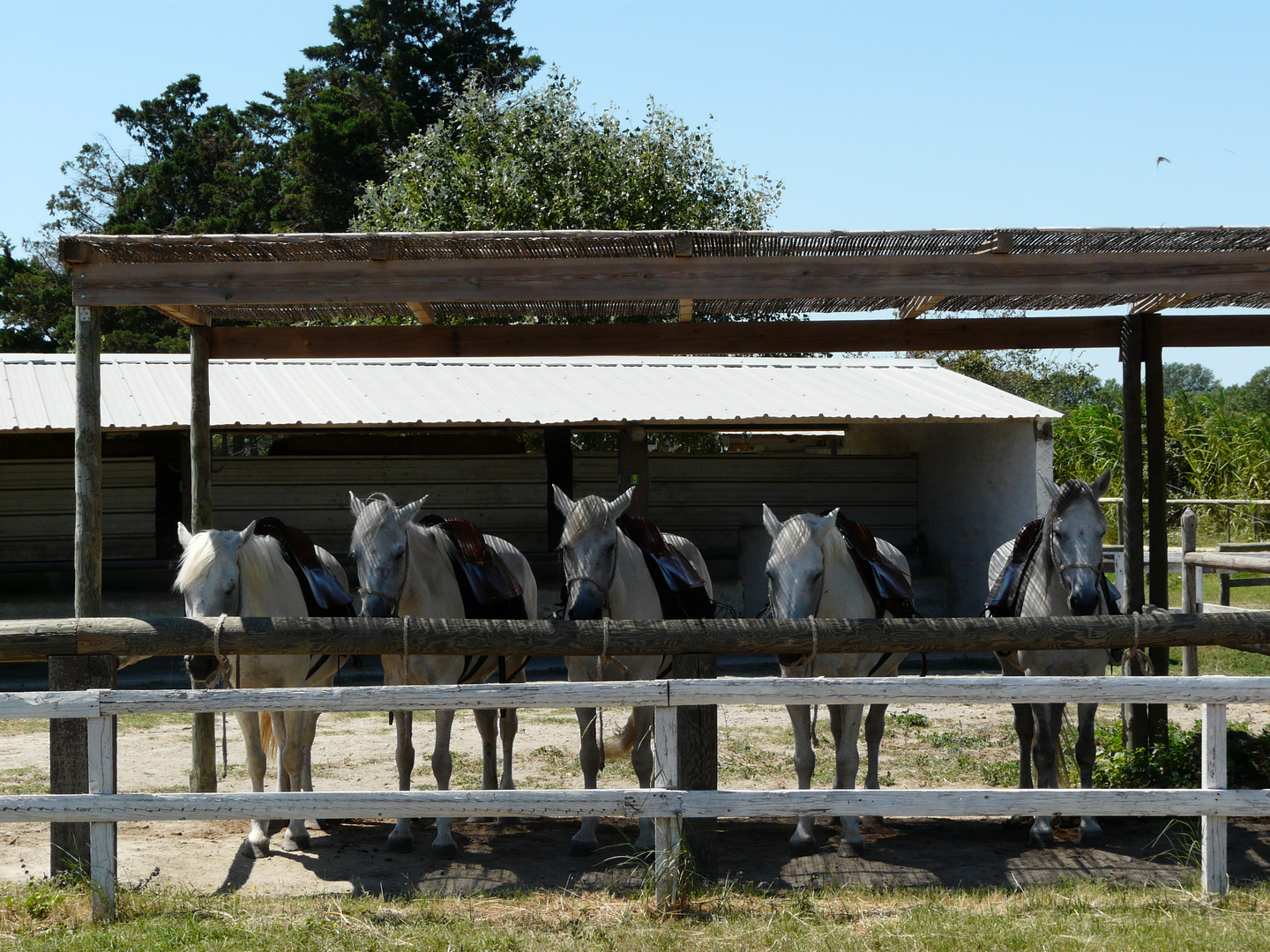 En camargue...ou sont les cavaliers?