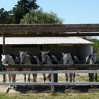 En camargue...ou sont les cavaliers?