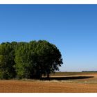 En campos de Castilla