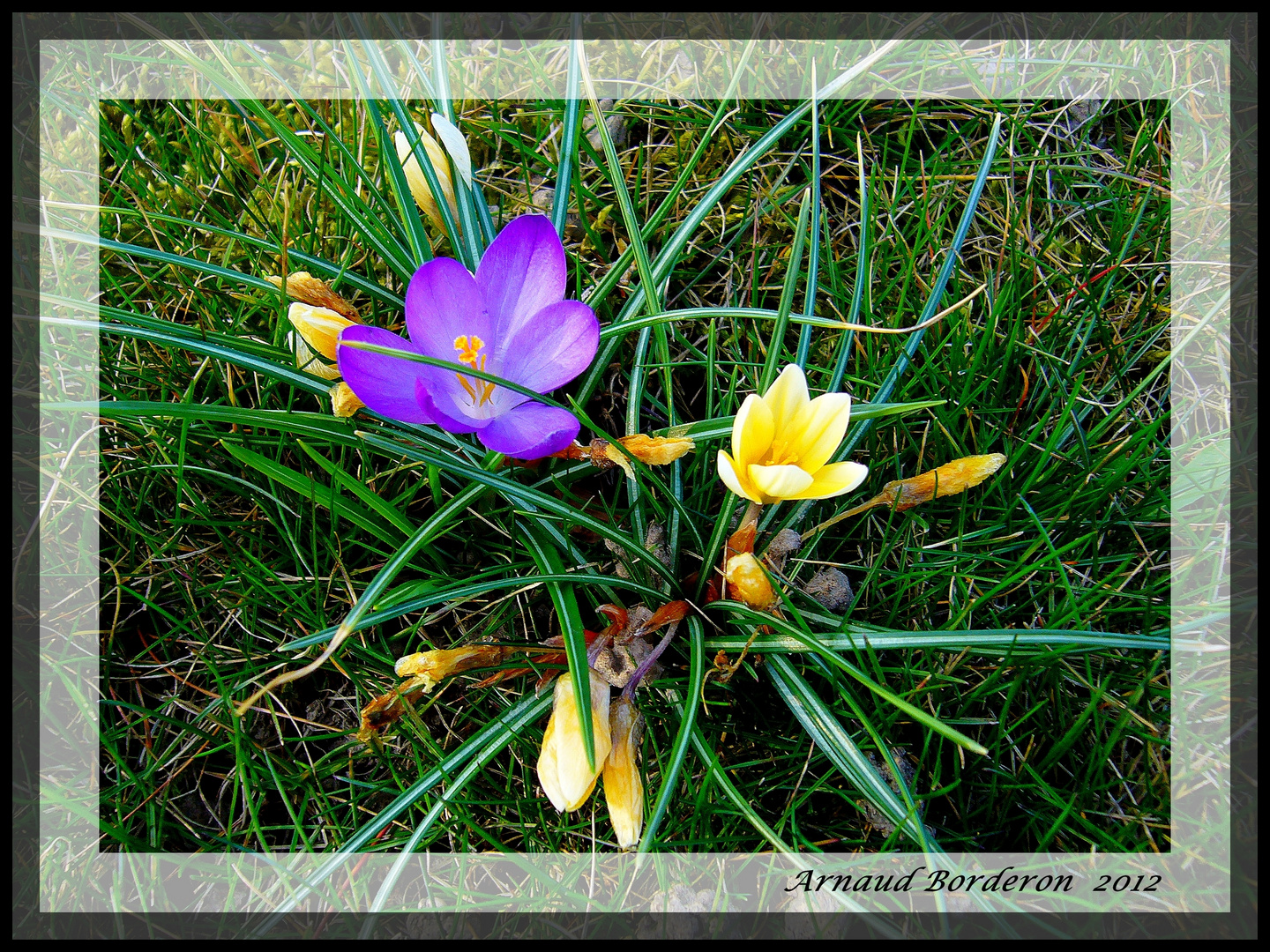 en ces temps neigeux... quelques fleurs de printemps...