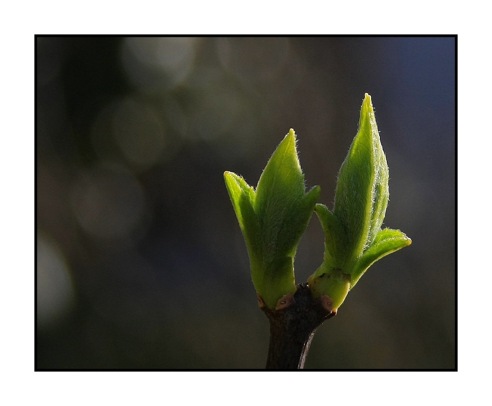 " En cherchant un peu je l'ai trouvé, le messager du printemps "